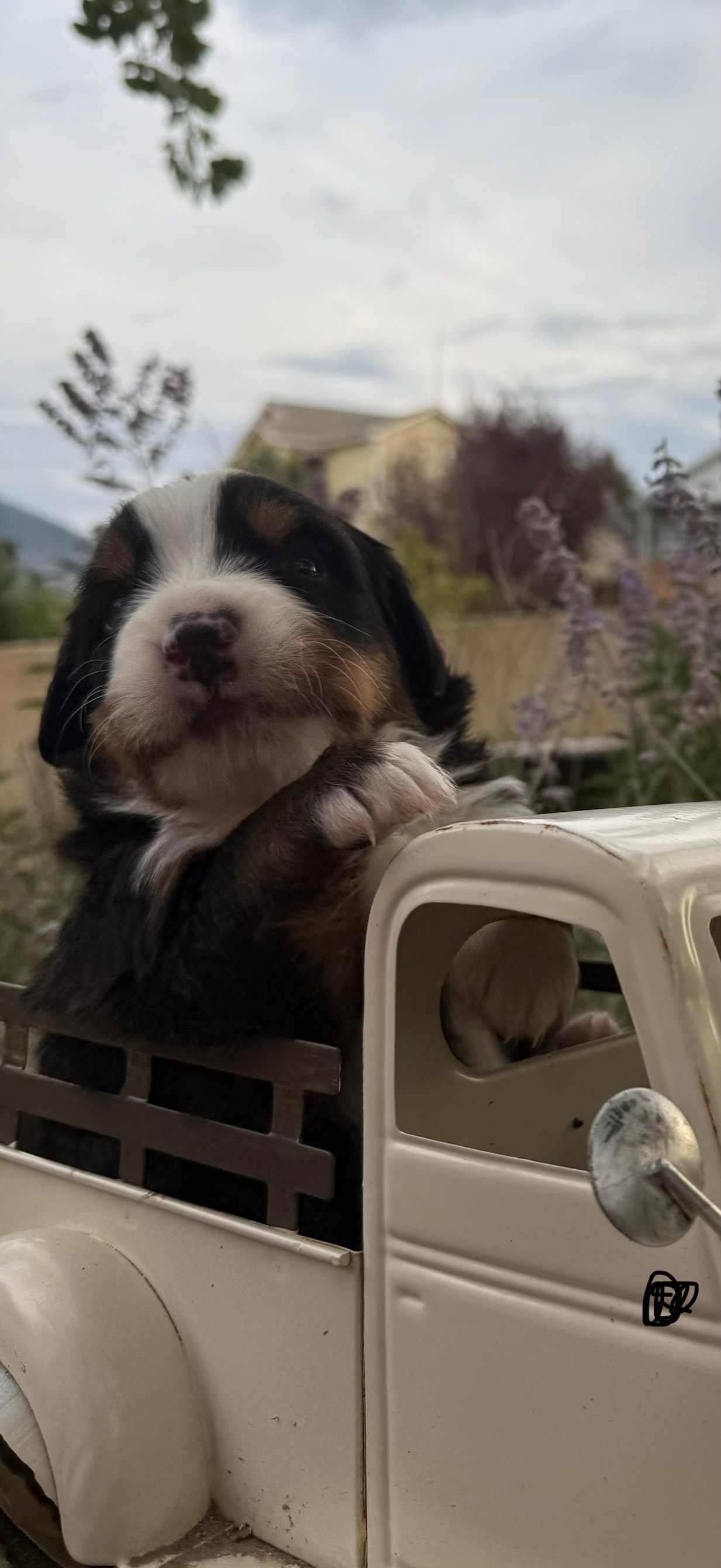 Black Boy - Bernese Mountain Dog puppy