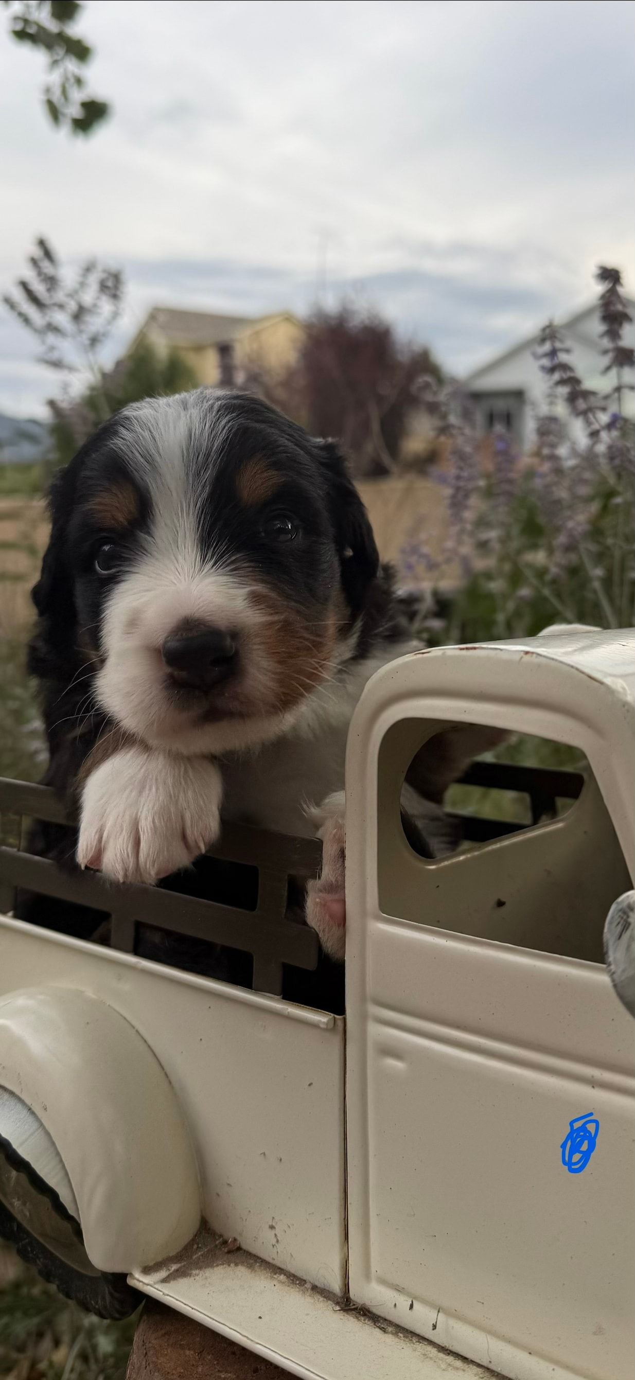 Blue Boy - Bernese Mountain Dog puppy