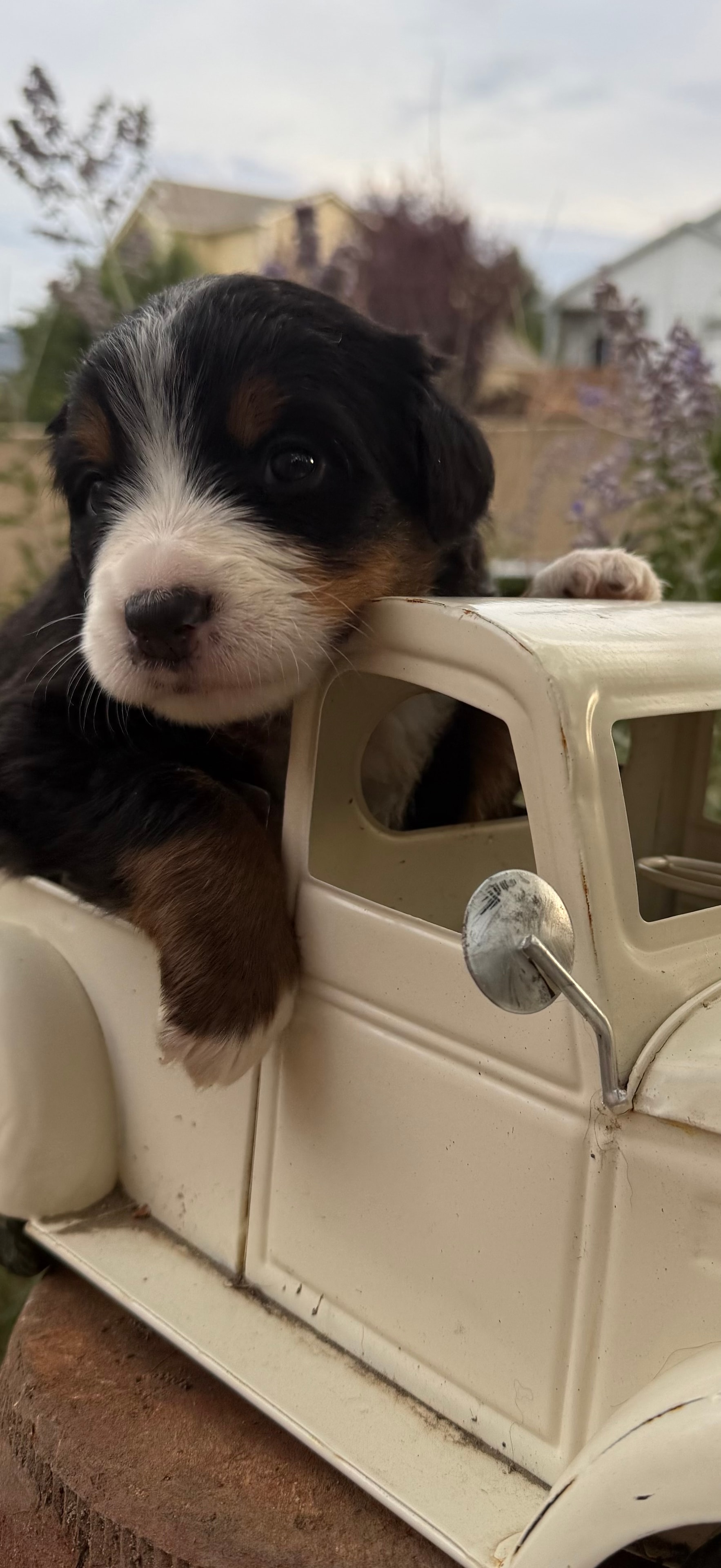 Brown Girl - Bernese Mountain Dog puppy