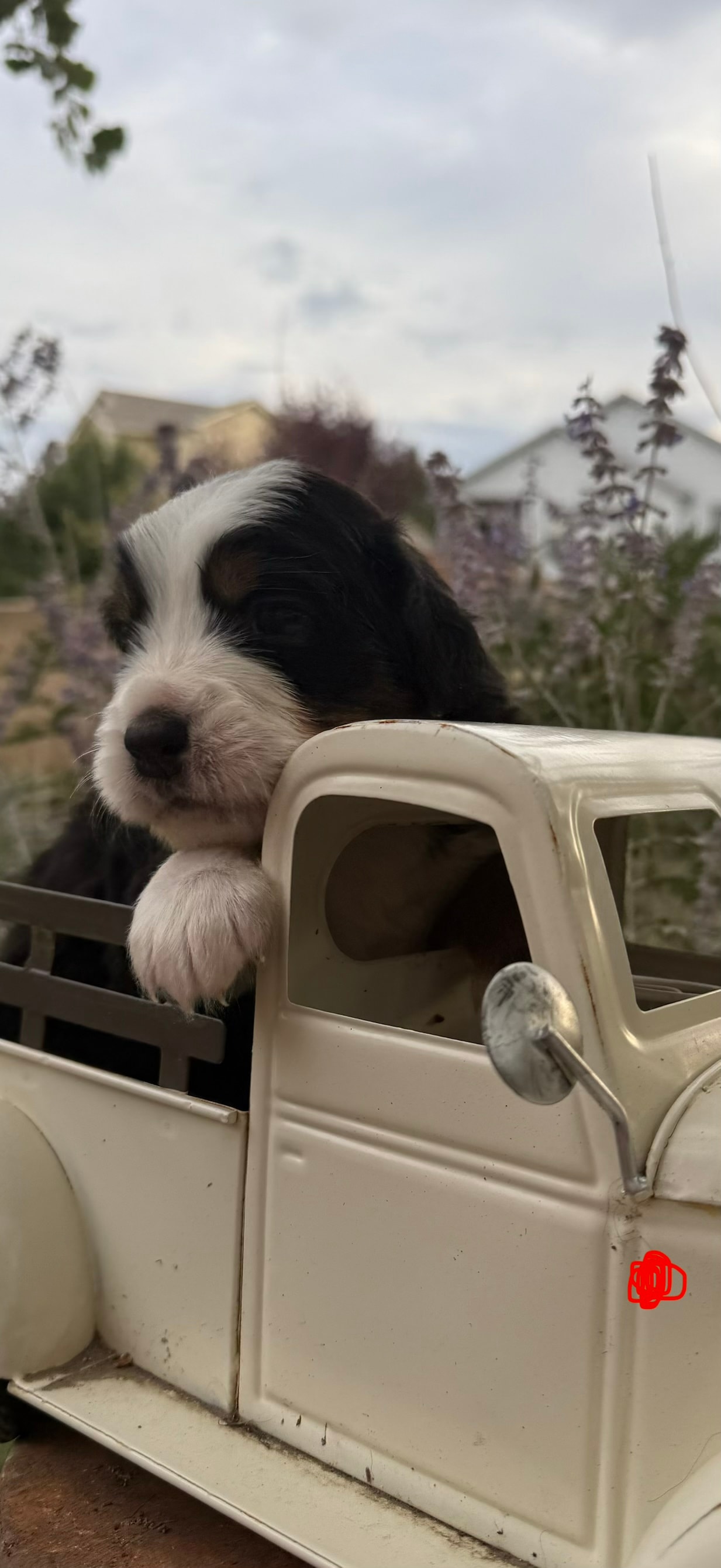 Red Boy - Bernese Mountain Dog puppy